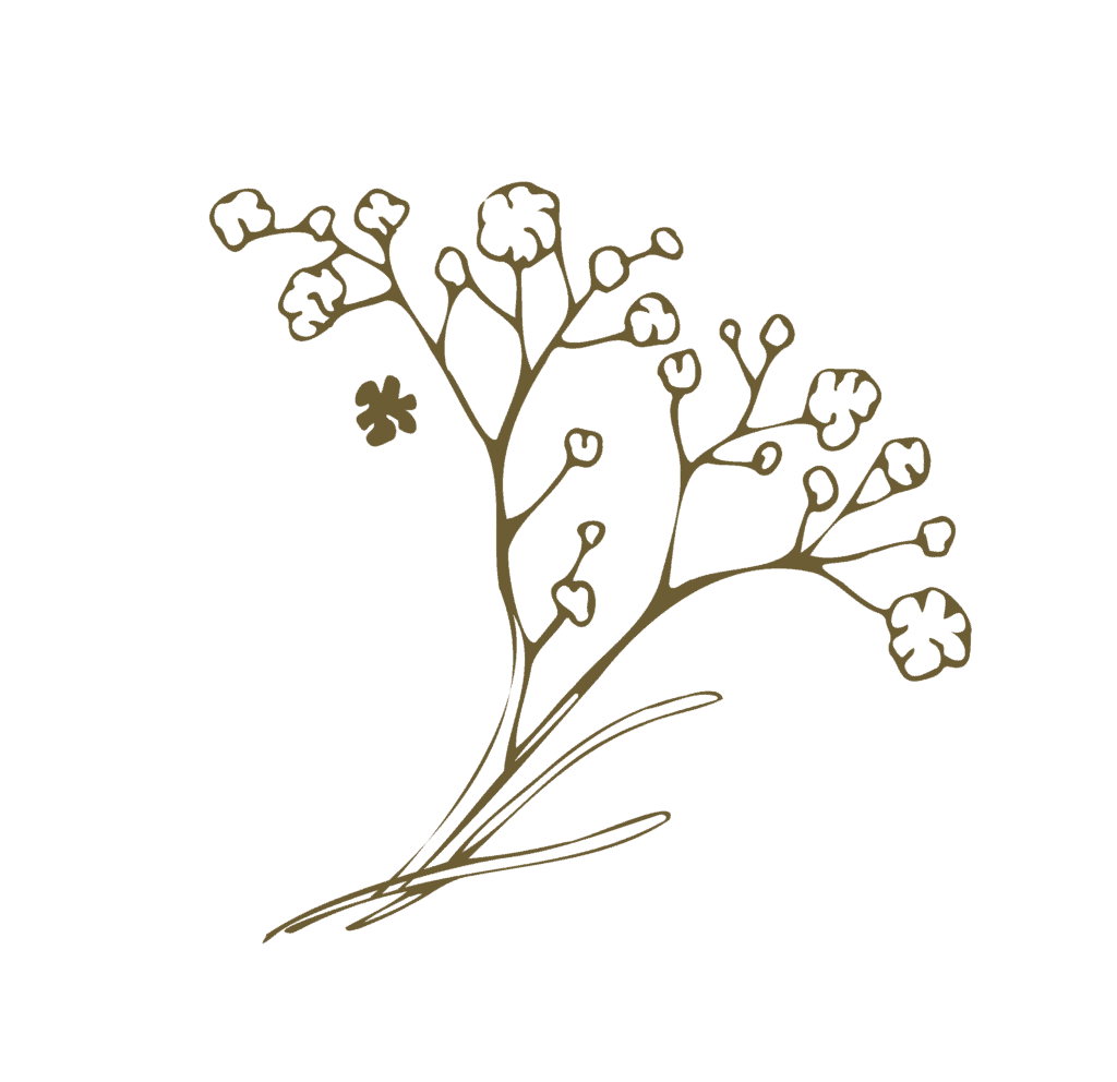 Hand-drawn illustration of a small, delicate plant with multiple branches and rounded leaves, rendered in a simple, sketch-like style.